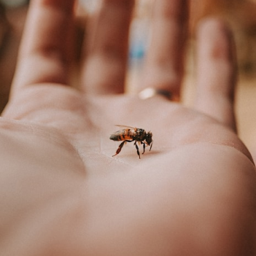 Meet the Bees: Why Protecting Pollinators Matters